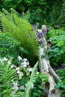 Shaded area with Matteuccia struthiopteris, Aquilegia and old tree trunk used as a feature