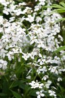 Hesperis matronalis 'Alba' - Sweet Rocket