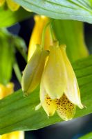 Tricyrtis ishiiana v.surugensis - Toad Lily   
