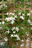 Clematis montana var. wilsonii growing up trellis - Eldenhurst