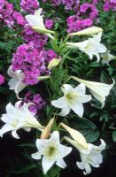 Lilium longiflorum 'White American' and Phlox 'Eventide' 