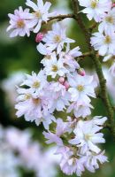 Prunus x subhirtella 'Autumnalis' - Winter flowering cherry