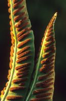 Fern spores on the underside of Asplenium scolopendrium - Hart's Tongue fern