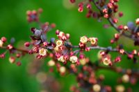 Berberis thunbergii 'Dart's Red Lady' 