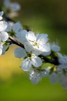 Prunus domestica 'Farleigh' - Damson blossom