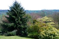 Picea breweriana with Cornus controversa 'Variegata', Mahonia japonica and Choisya ternata