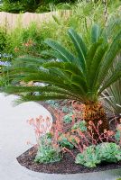 Cycas revoluta underplanted with Echeveria elegans - 'The Water Table', RHS Hampton Court Flower Show 2008