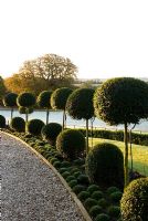 Ligustrum delavayanum clipped into balls and underplanted with Armeria