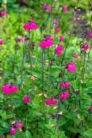 Salvia microphylla 'Cerro Potosi'