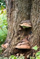 Bracket fungus growing at base of a tree trunk