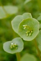 Montia perfoliata - Winter Purslane