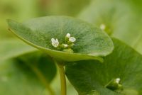 Montia perfoliata - Winter Purslane 