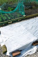 Fleece covering raised beds to protect newly planted potatoes from frost