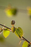 Cercidiphyllum japonica 'Boyd's Dwarf'