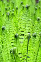 Matteucia struthiopteris - Shuttlecock ferns unfurling in spring