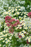 Centranthus ruber, Centranthus ruber 'Albus' and Tanacetum parthenium