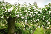 Rosa 'Adelaide D'Orleans' - David Austin Rose Gardens