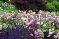 Rosa 'Harlow Carr', Salvia and Alliums - RHS Harlow Carr