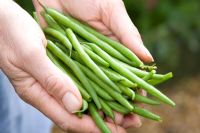 Dwarf French beans 'Safari'