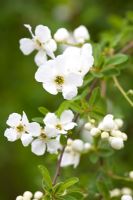 Exochorda x macrantha 'The Bride'