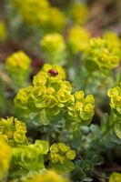 Euphorbia myrsinites with lady bird