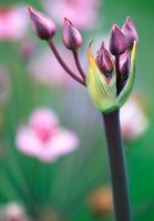 Butomus umbellatus - Flowering Rush