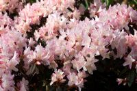 Rhododendron 'Ginny Gee'