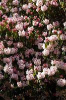Rhododendron morii