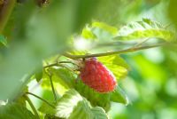 Rubus loganbaccus - Thornless loganberry