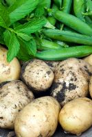 Freshly harvested potatoes 'Charlotte', peas and mint