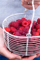 Hand holding basket of freshly harvested raspberries 
