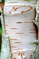 Betula utilis occidentalis 'Kyelang'