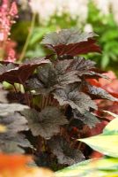 Heuchera 'Blackout', introduced by Plantagogo at RHS Cardiff flower show 2009