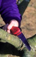 Pruning apple tree branch with folding hand saw in November