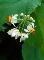 Sparrmannia africana - African Hemp