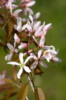 Amelanchier 'Robin Hill'