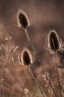 Dipsacus fullonum with melting frost
