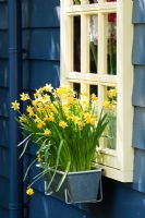 Narcissus - Daffodls in a metal flower window box on the side of a wooden building at Keukenhof gardens, Amsterdam, Holland