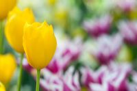 Tulipa 'Muscadet'