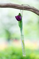 Tulipa 'Queen of the Night' - Single tulip in a glass test tube hanging from a branch at Keukenhof gardens, Amsterdam