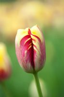 Tulipa 'Twister'