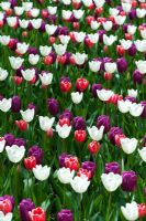 Tulipa 'Don Quichotte', 'Purple Prince' and 'White Dream at Keukenhof gardens, Amsterdam

