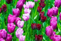 Tulipa 'Ronaldo', 'Purple Prince' and 'Violet Beauty' at Keukanhof gardens, Amsterdam