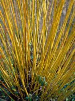 Salix vitellina 'Britzensis'