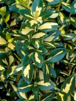 Euonymus fortunei 'Blondy'