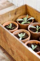 Lychnis coronaria seedlings in terracotta pots and kept in wooden box