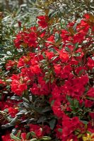 Rhododendron 'Review Order'