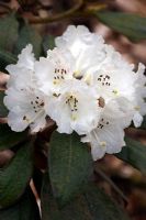 Rhododendron cruentum