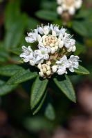 Rhododendron tomentosum 'Milky Way' formerly Ledum