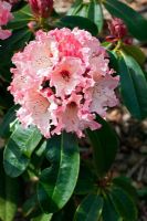 Rhododendron 